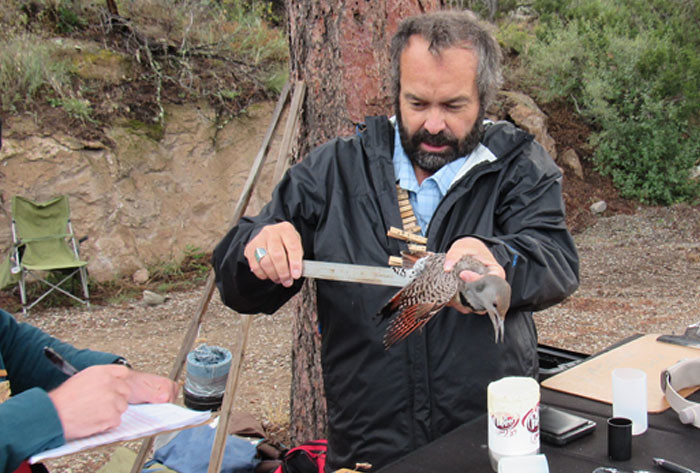 biologists examine the wing of a Red-shafted Flicker