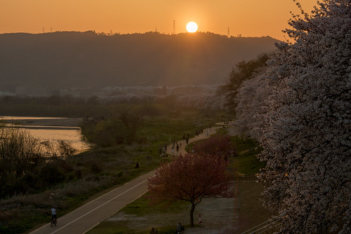 八幡市 京都府 japan kyoto 背割堤 淀川 川 river 桜 cherry 夕景 sunset