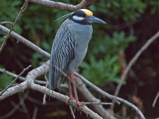 Yellow-crowned Night-Heron imale on guard position 12  20180415