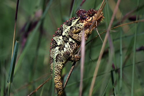 wildlife chameleon grassland