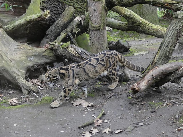 Nepelparder, Zoo Duisburg