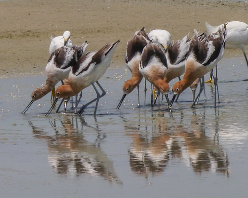 mikaelbehrens portaransas texas wetlandspark bird wildlife unitedstates us