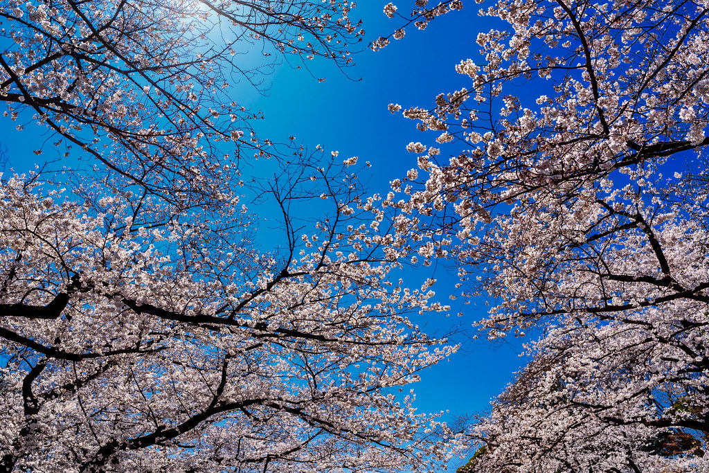 Cherry blossoms in Ueno Park : 上野公園にて