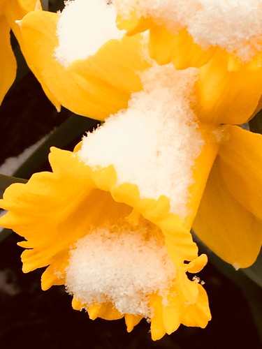 Daffodils in Snow