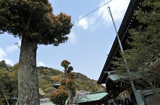 靜岡縣淺間神社 (2)