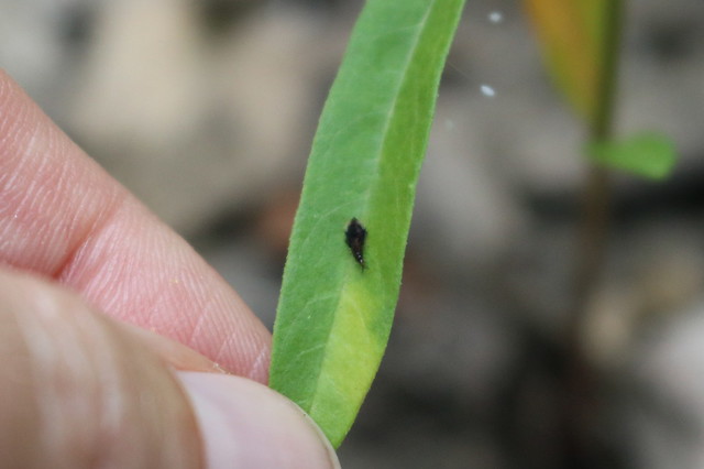 Hand pulling down a narrow milkweed leaf with a diamond-shaped black insect.