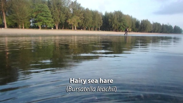 Hairy sea hare (Bursatella leachii)