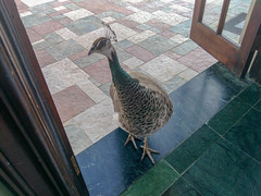 Peahen at breakfast