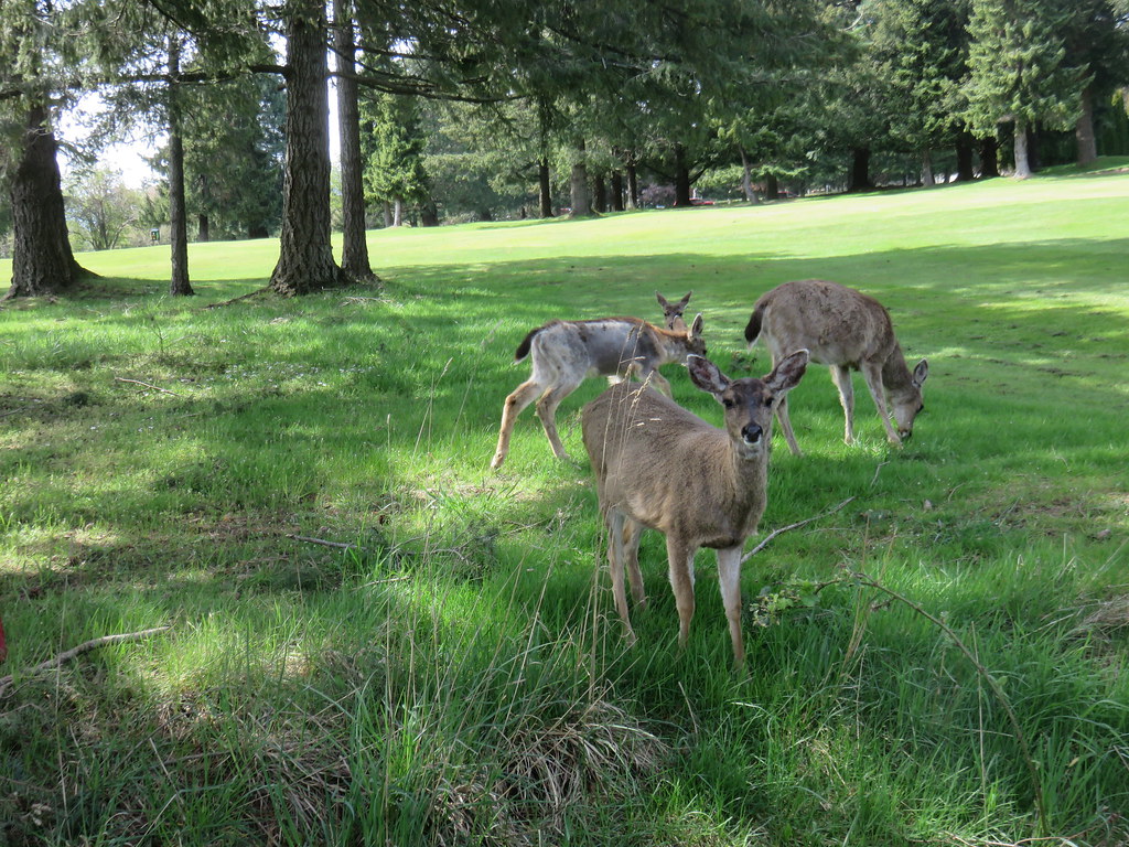 Deer on the Comox Golf Course.