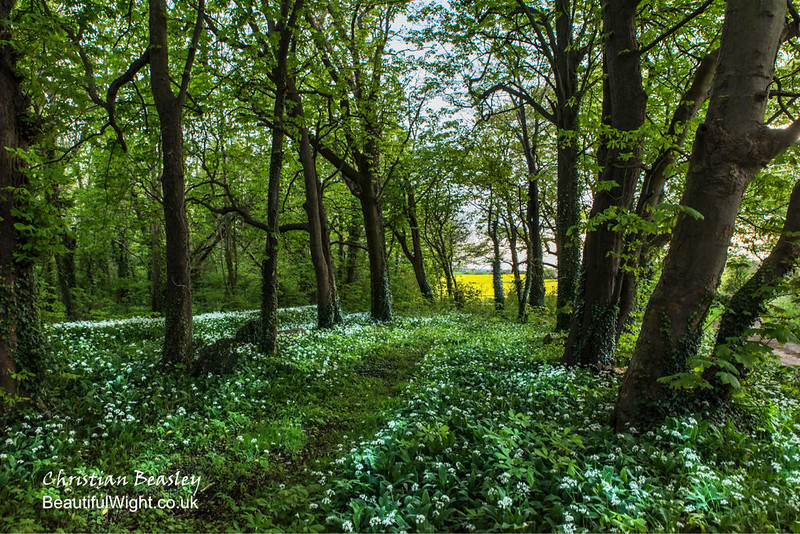 Wild Garlic on the west of the Island