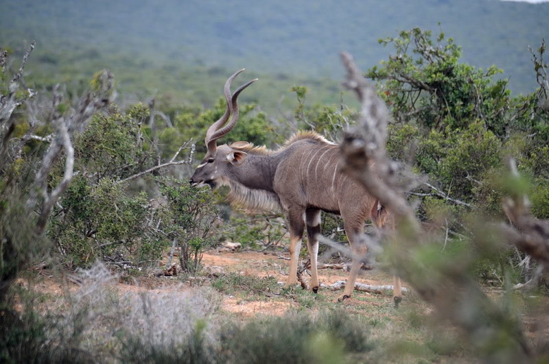 Ruta sudafricana. De Johannesburg a Cape Town pasando por Lesoto - Blogs de Sudáfrica - 5.- ADDO ELEPHANT PARK. (3)