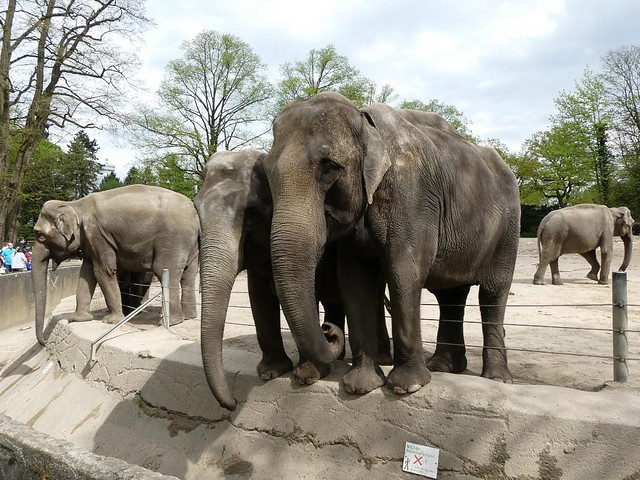 Elefant, Hagenbeck