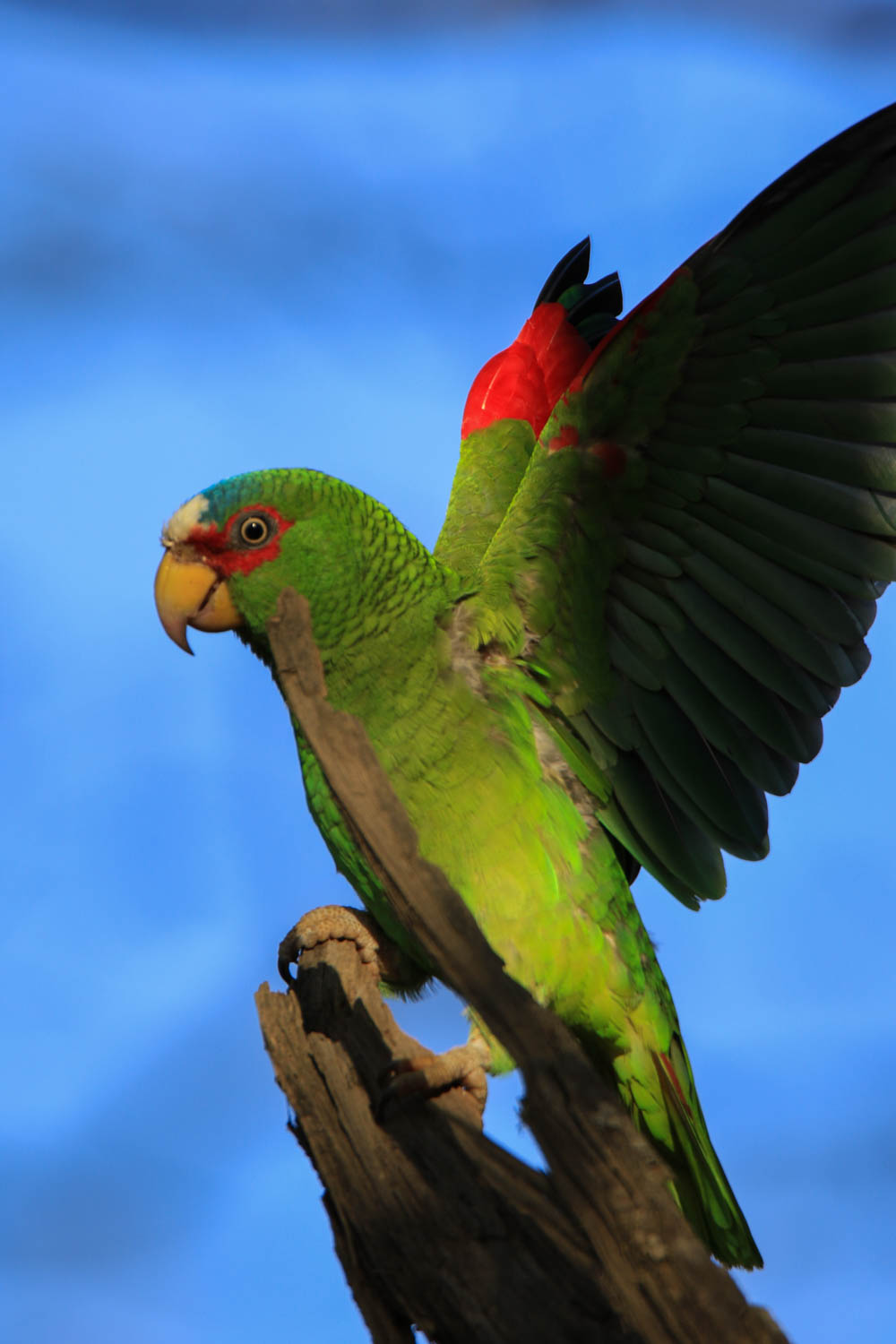 White-Fronted Parrot 4