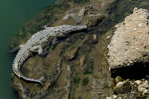 costarica crocodile reptile tarcoles