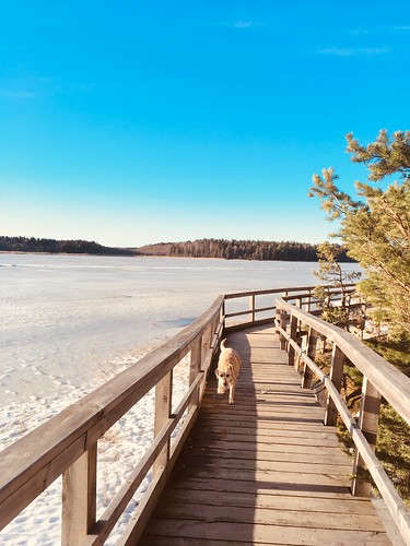 dog walk, sweden, march 2018