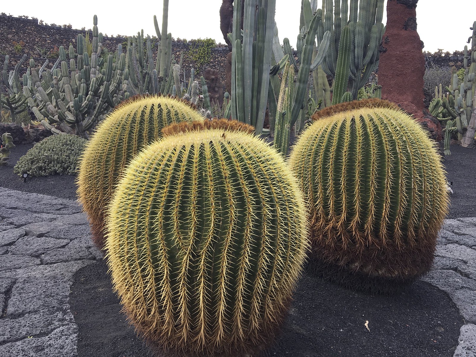 Lanzarote, Jardin de Cactus