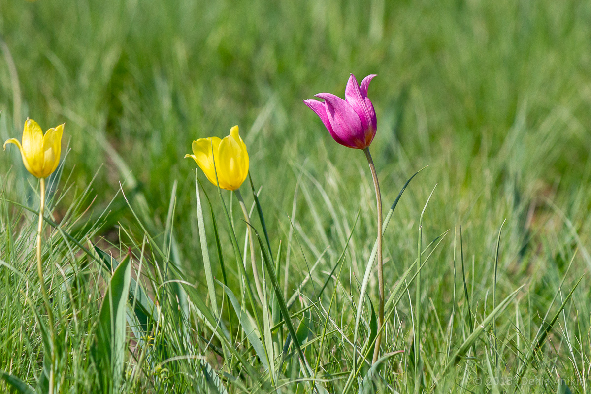 тюльпаны иваново поле фото 13