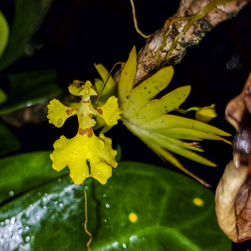 provinciademoronasantiago ecuador orchid tour andes mountains psynorkis pussila