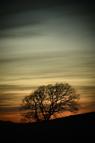 brampton cumbria england uk oldchurchlane oldchurchfarm tree sunset