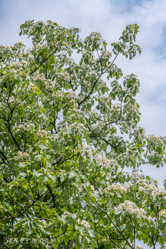新北三芝三生賞桐步道，從老樹飄落的桐花、最迷人的五月雪，一起悠遊於白色小徑，盡情賞花、排字