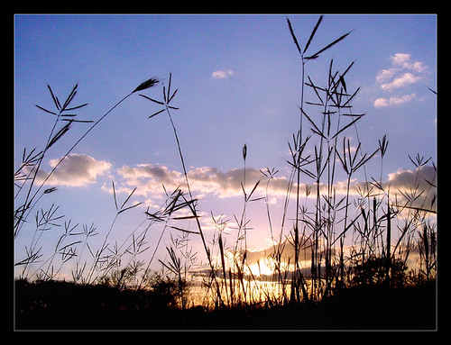 sunset field clouds weeds texas harlingen