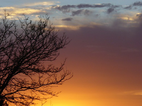 sky sun tree nature silhouette clouds sunrise branches wysiwyg
