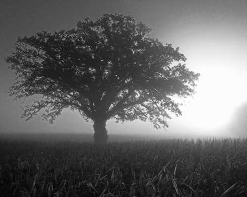 trees tree fog sunrise illinois oak blogged oaktree tazewell burroak notei loneoaktree blogged20071102 notcipb nottwit