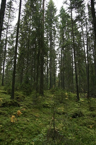 autumn trees green fall forest suomi finland geotagged northerneurope psstandard tamron1750 hyytiälä geo:lon=24288995 geo:lat=61846304