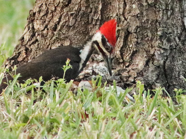 Pileated Woodpecker male 03-20180414