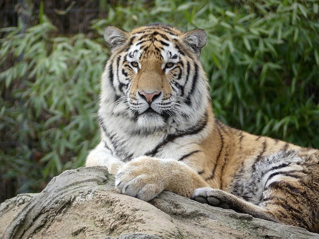 Sibirischer Tiger, Zoo Duisburg