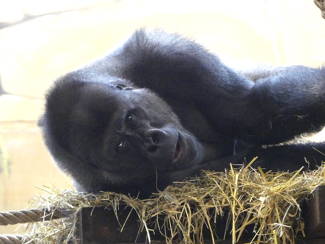 Gorilla, Ouwehands Dierenpark Rhenen