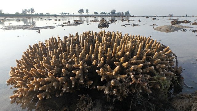 Pinecone acropora coral (Acropora sp.)