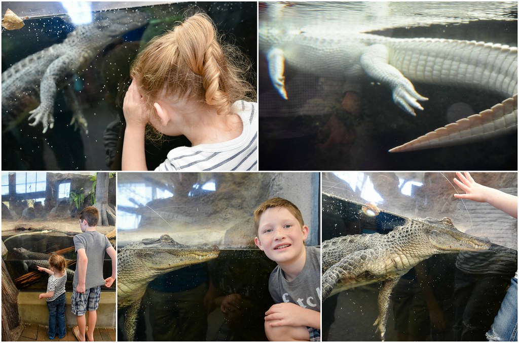 alligators at the nc aquarium