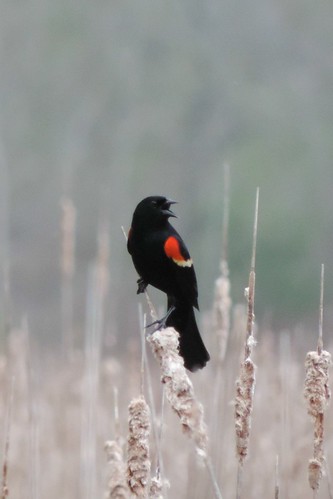 #65 Red-winged Blackbird