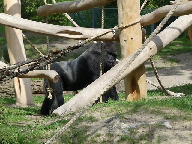 Gorilla Ivo, Zoo Berlin