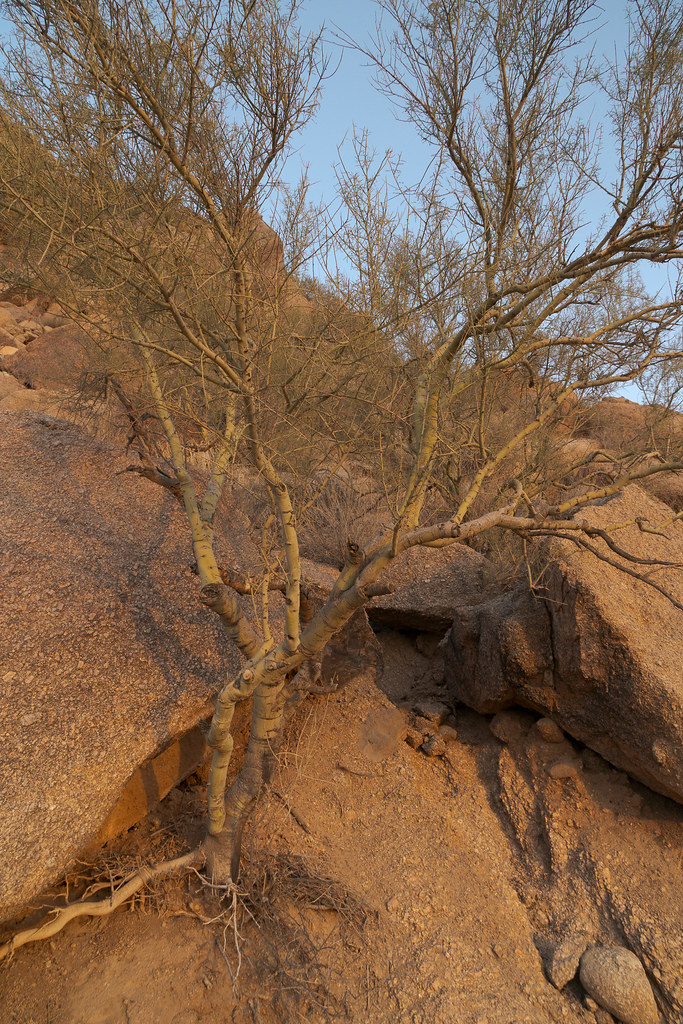 A foothill palo verde tree grows beside the large rocks of a boulder field at Pinnacle Peak Park in Scottsdale, Arizona