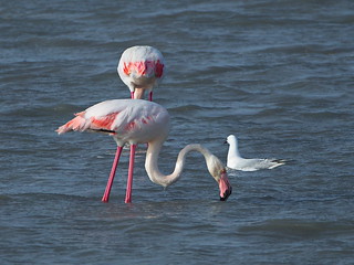 Flamenco / Flamingo / Phoenicopterus