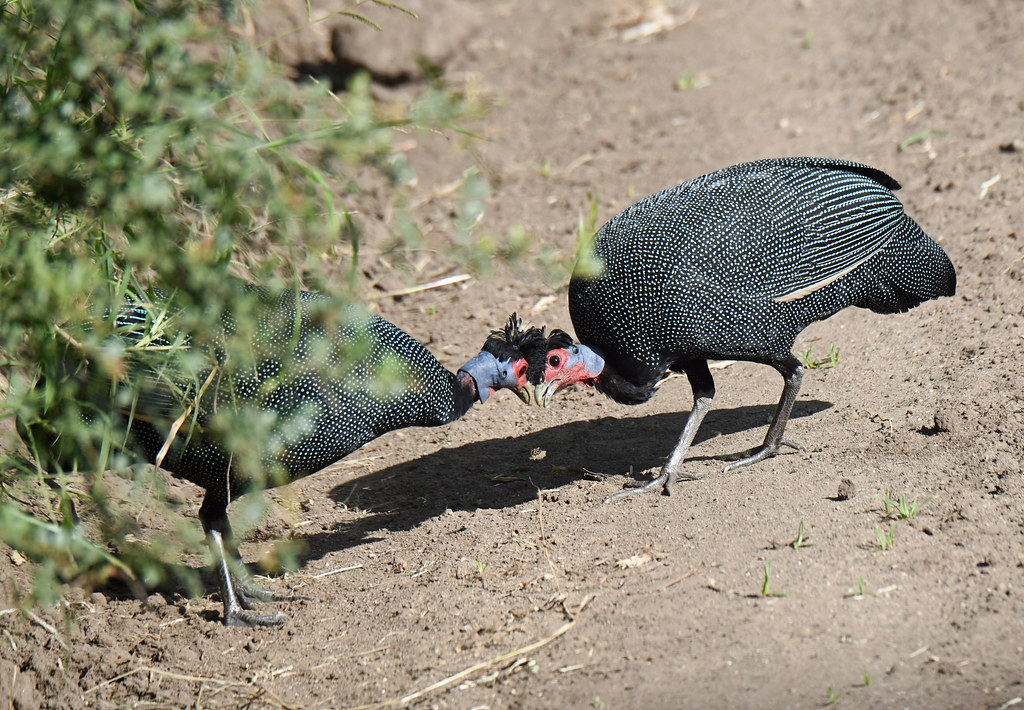 Crested guineafowls