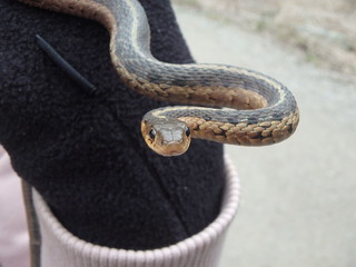 Photo: Snake by Kaoru Tsubone