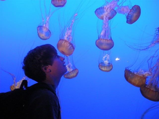 Monterey Aquarium: close encounters with jellyfish, photo Judith Schrut