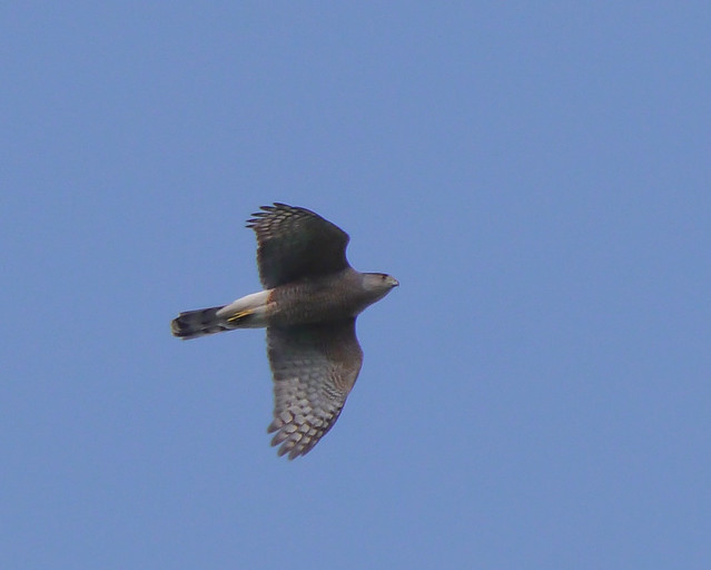 Cooper's Hawk in Flight
