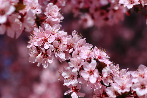 Cherry Blossoms, Madrid, Spain