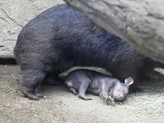 Wombat, Zoo Duisburg