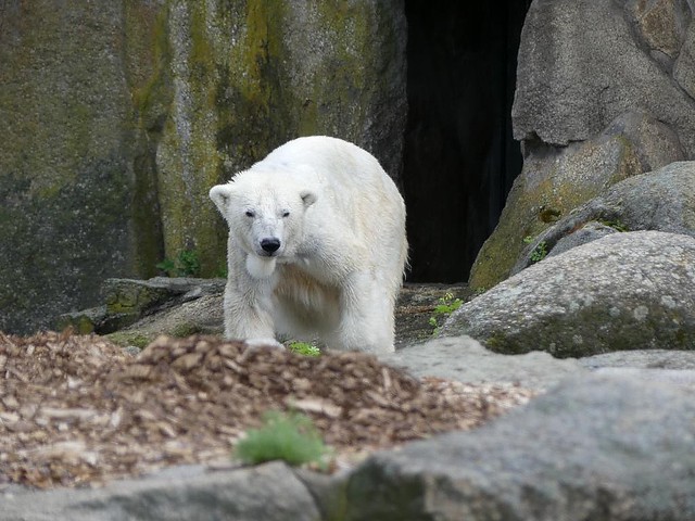 Eisbär Katjuscha, Zoo Berlin