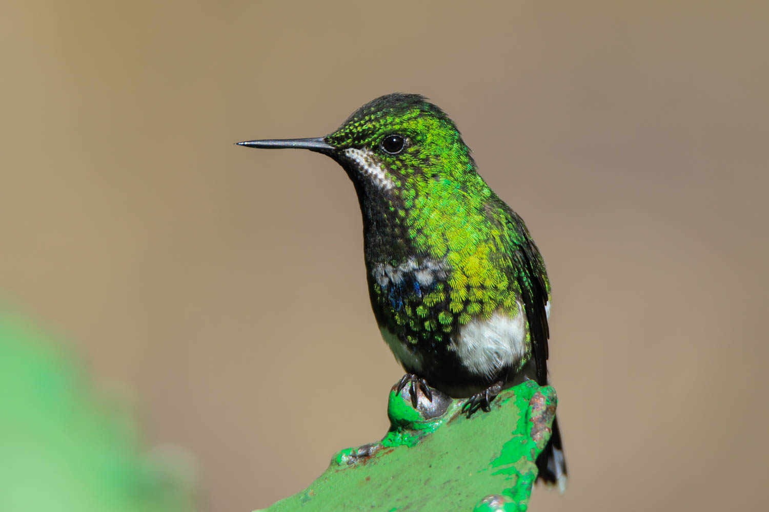 Green Thorntail 3