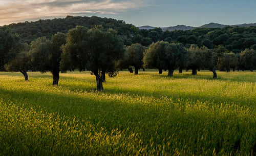 barley orchard evening sunset mallorca pollenca olives olivegrove