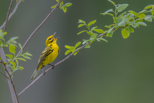 song songbird singing setophagadiscolor nature bird leaf wildlife warbler spring prairiewarbler migration perch southamptontownship newjersey unitedstates us