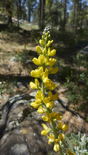 False lupine (Thermopsis californica)