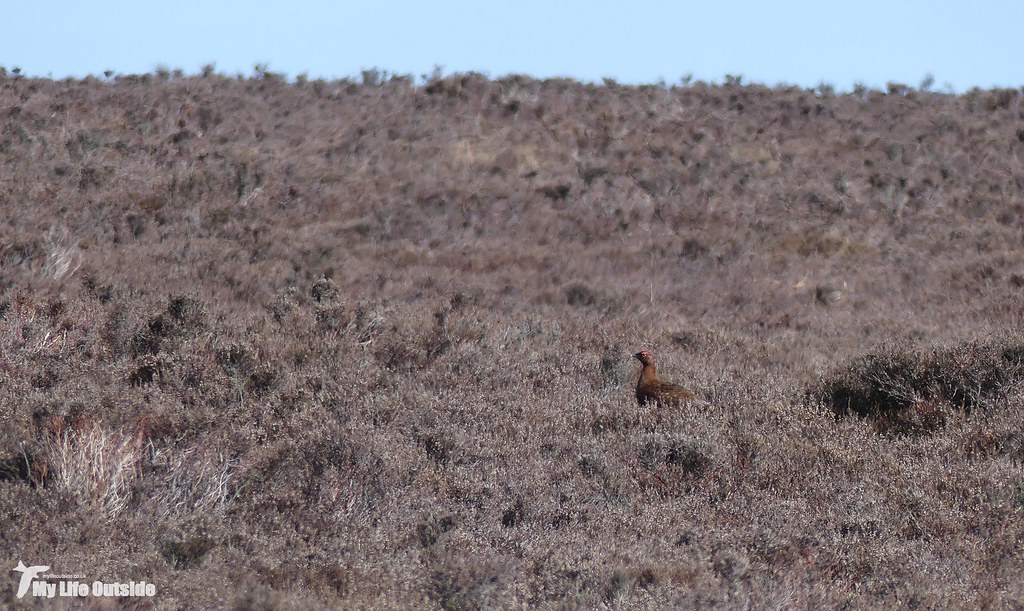 P1140011 - Red Grouse, West Lomond