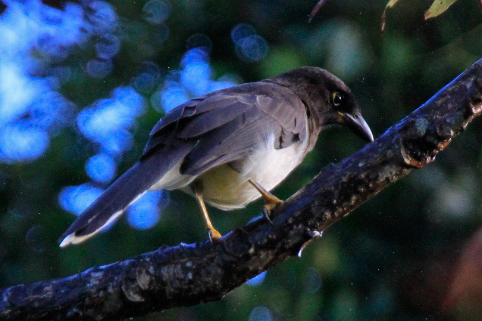 Brown Jay (Costa Rica)